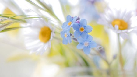 Полевые цветы