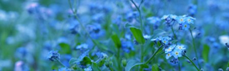 Незабудка полевая myosotis arvensis