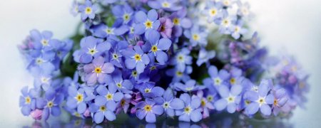 Незабудка лесная myosotis sylvatica