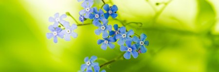 Голубой цветок