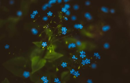 Незабудка полевая myosotis arvensis