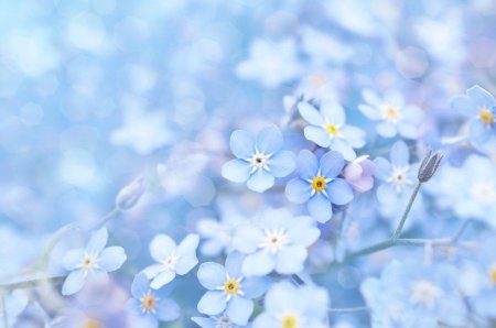 Весенние цветы голубого цвета