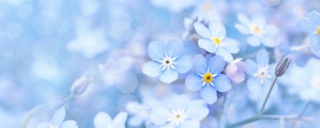 Незабудка голубая