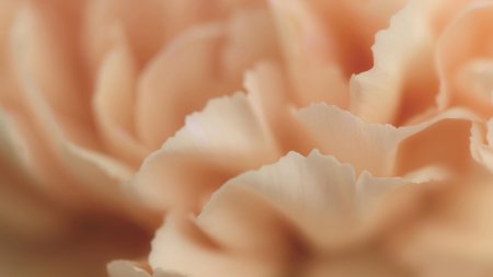 Бежевые цветы