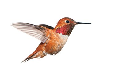 Колибри птичка на белом фоне