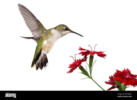Колибри птица на белом фоне