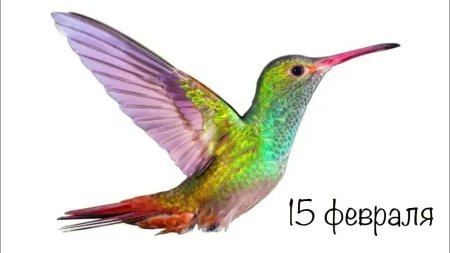 Птичка Колибри