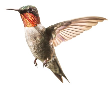Ruby throated hummingbird