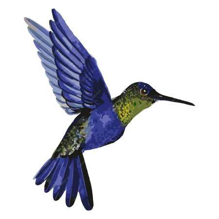 Рисунки колибри