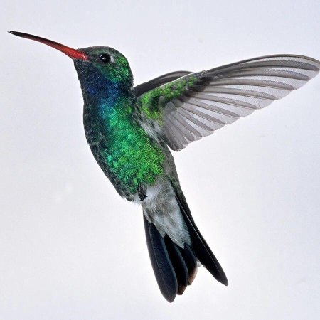 Колибри подотряд