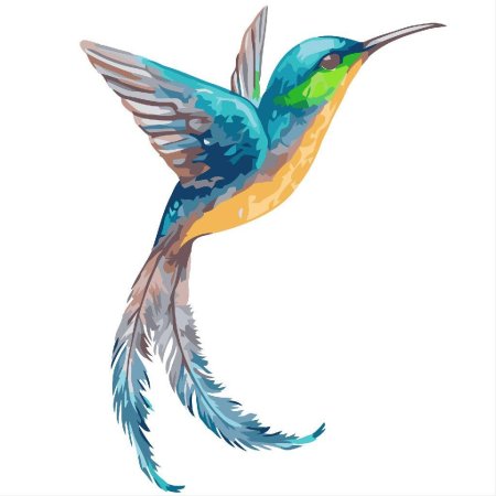 Колибри рисунок