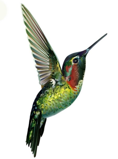 Колибри для детей