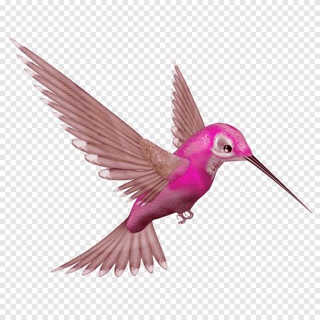 Колибри птица