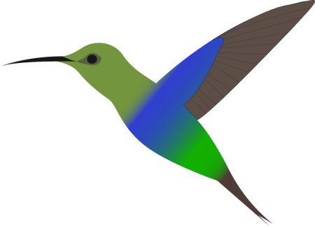 Колибри рисунок