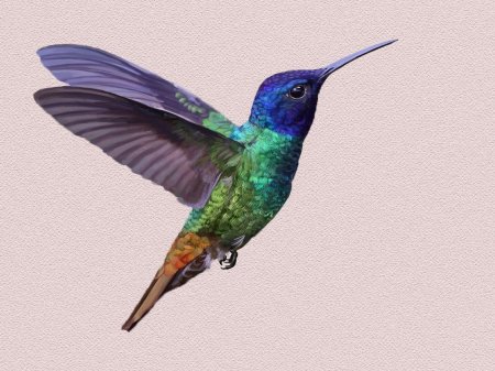 Колибри рисунки