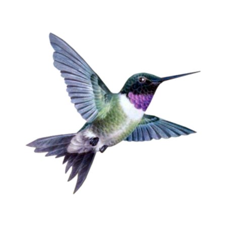 Колибри акварель без фона