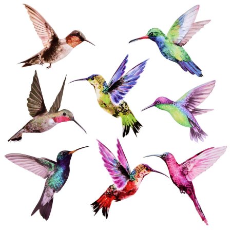 Колибри клипарт