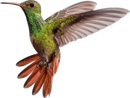 Птичка на белом фоне