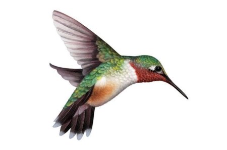 Колибри рисунки