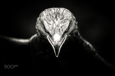 Хищна птица