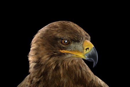 Сокол на черном фоне