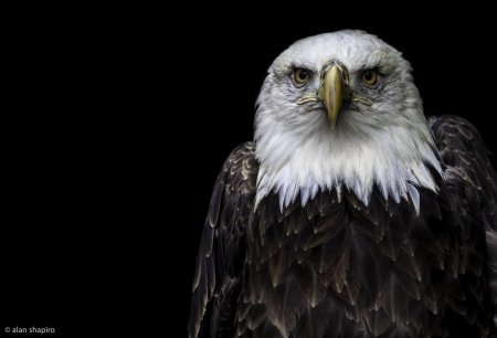 "Белоголовый Орлан"