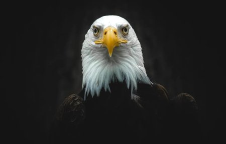 Черный Орлан