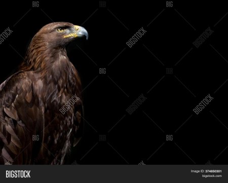 Золотой Орел на черном фоне