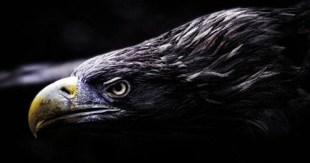 Черный Орел