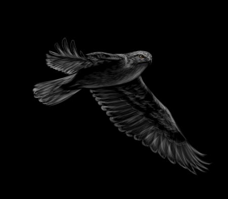 Сокол на черном фоне