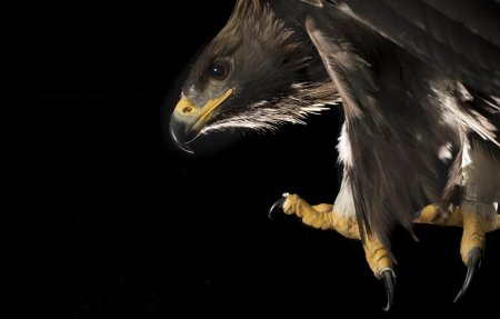 Ястреб птица черный