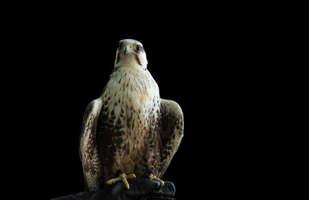 Птица сапсан