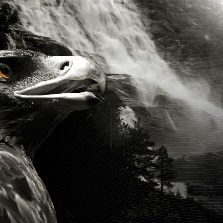 Белоголовый Орлан анфас