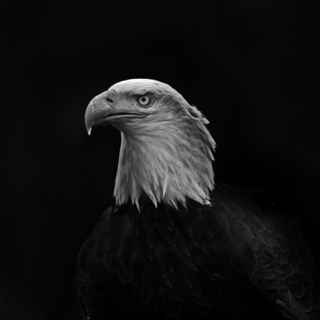 Орел черный