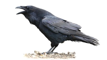 Грач на белом фоне