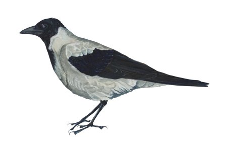 Зимующие птицы ворона