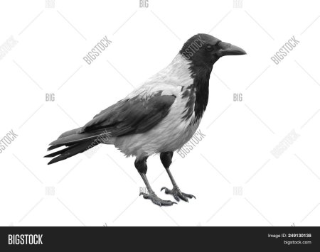 Ворона для детей