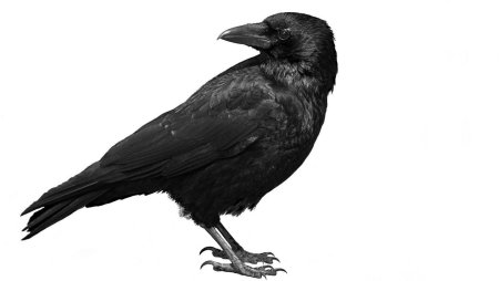 Грач на белом фоне