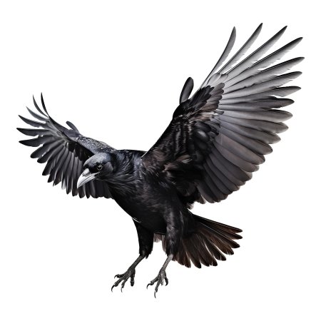 Ворон с расправленными крыльями