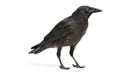 Вороны на белом фоне