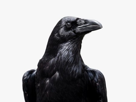 Красный ворон