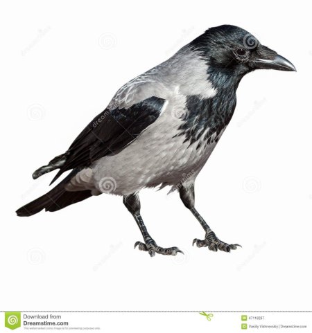 Ворона серая