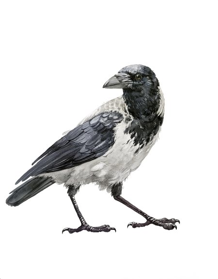 Ворона серая