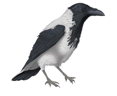 Ворона для детей