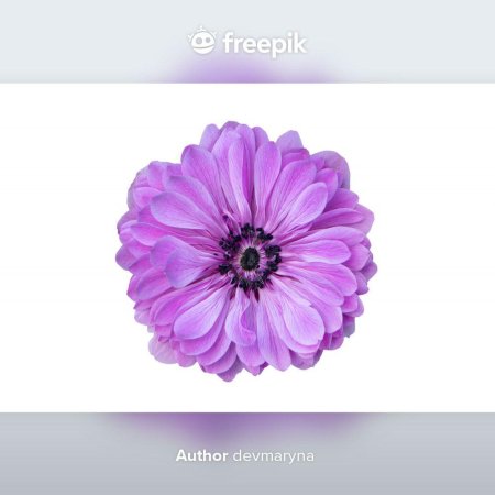 Фиолетовые цветочки на белом фоне