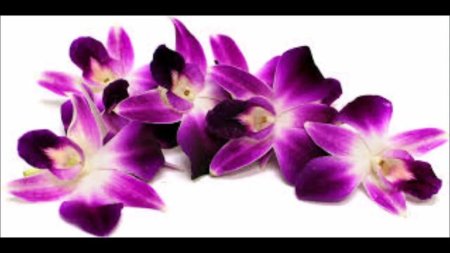 Орхидея на белом фоне