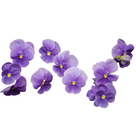 Фиалка на белом фоне
