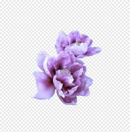 Сиреневые пионы