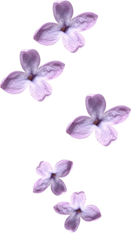 Сиреневые лепестки