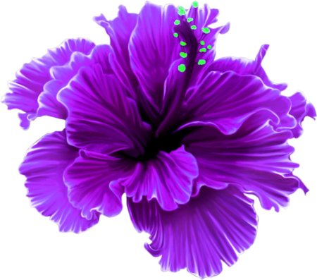 Гибискус сиреневый